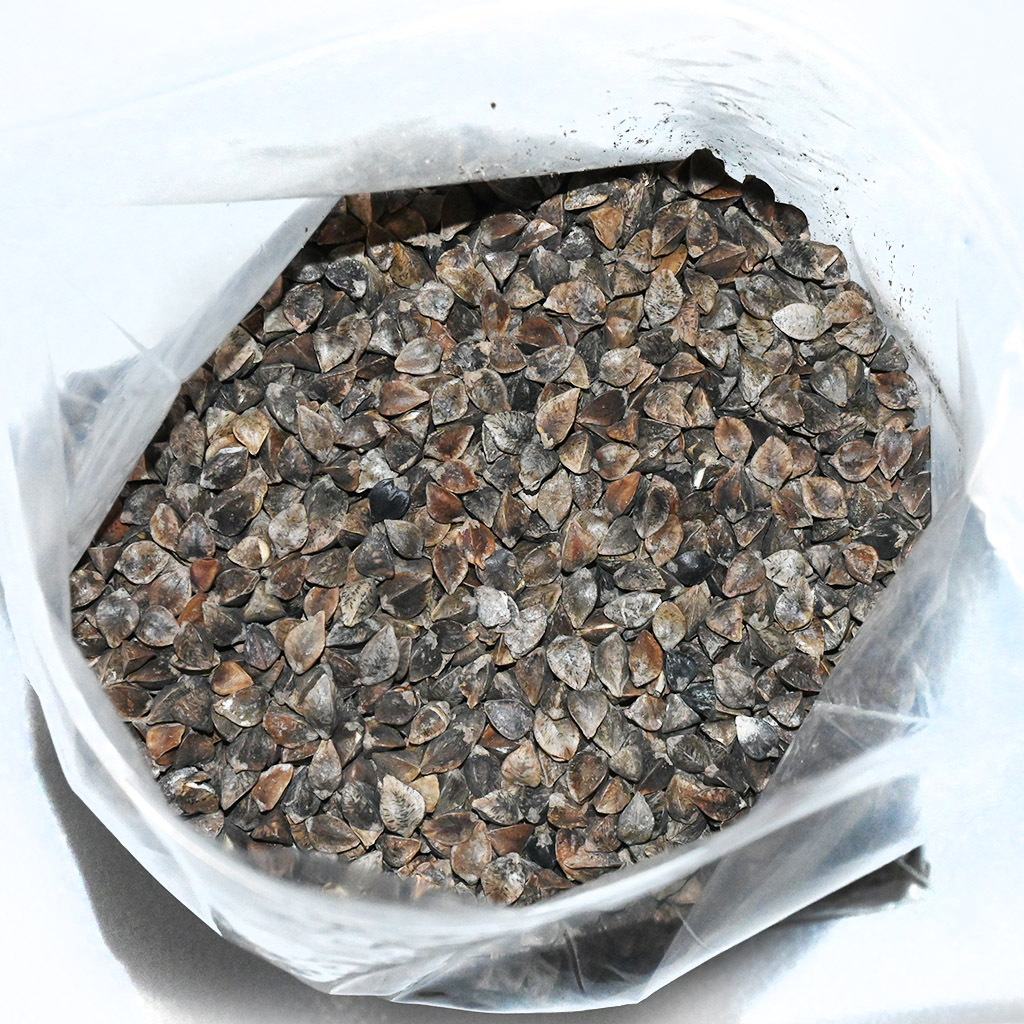 Hajdina - 0,5 kg
