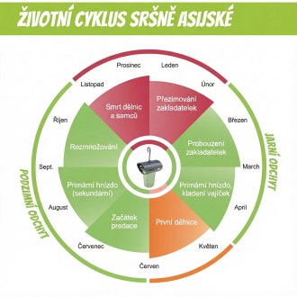 Ázsiai darázsok elleni csapda VespaCatch